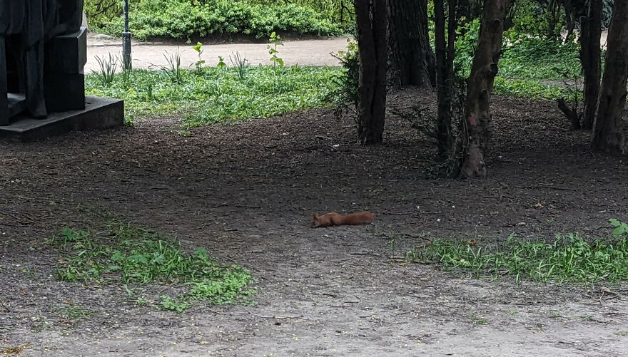 I Found This Little Guy In Denmark