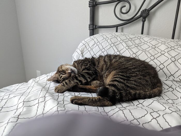 Coming Home And Waking Up To This Little Princess.