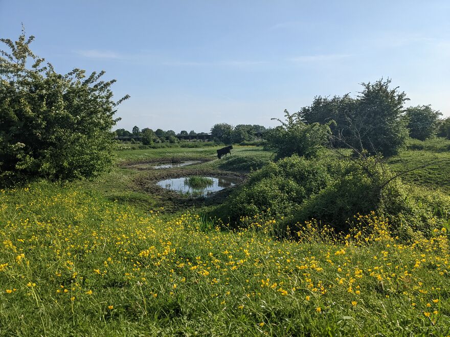 Cow Walking In The Park