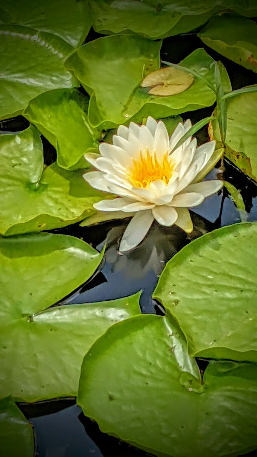 The Only Flower In The Pond