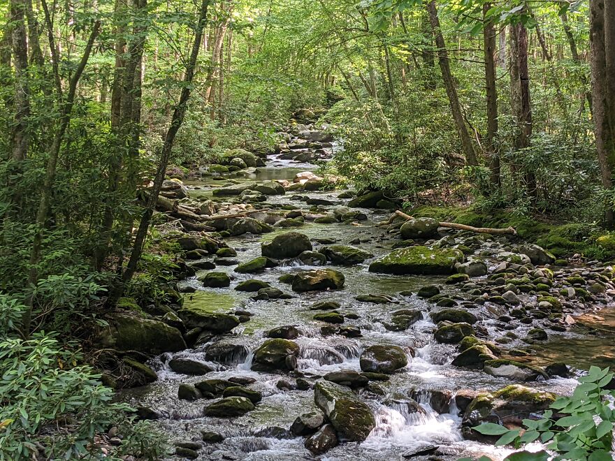 Pictures Of The Porter's Creek Trail At The Greenbrier Entrence To The Great Smoky Mountains National Park.