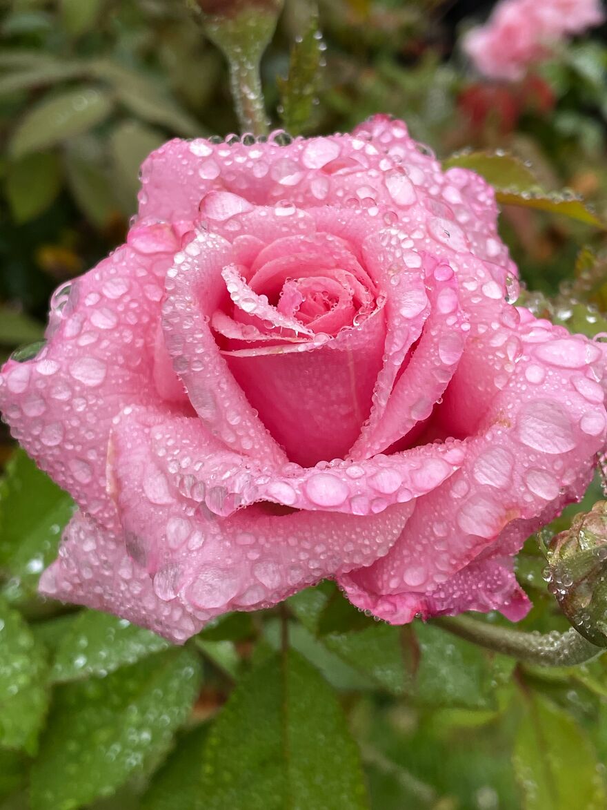 Why No, I Know Nothing About Your Missing Lip Gloss.