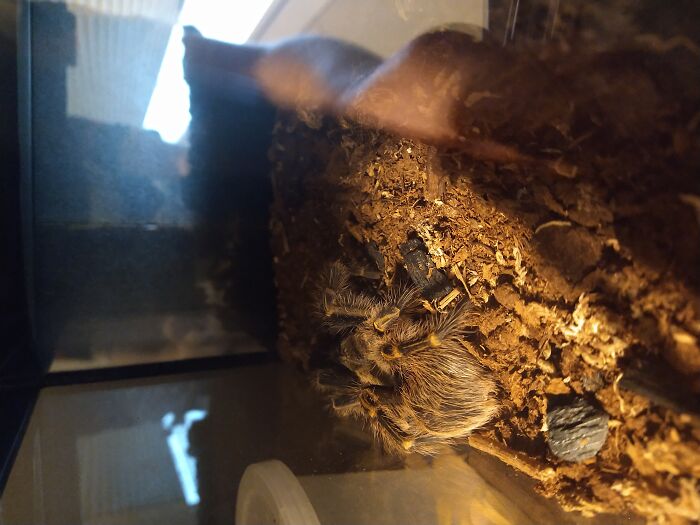 Amber, 3 Years Old, Died While Molting