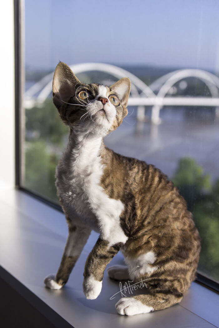 Java Bean - 1 Year Old Classic Tabby And White Devon Rex