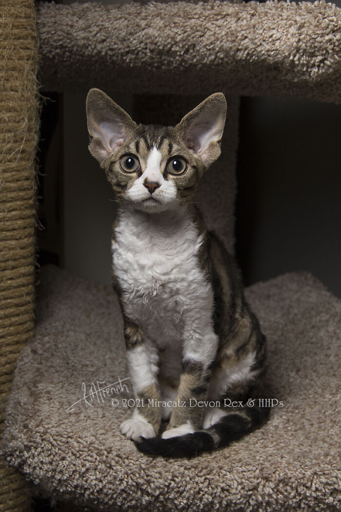 Java Bean At 6 Months. She Is A Brown Classic Tabby And White Devon Rex.