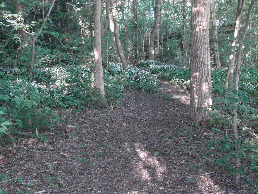 Wild Garlic. This Means So Much To Me, Because They Were Planted In A Few Clumps By My Late Husband, To Have Something To Tell Me, When He Visisted Me In Hospital.