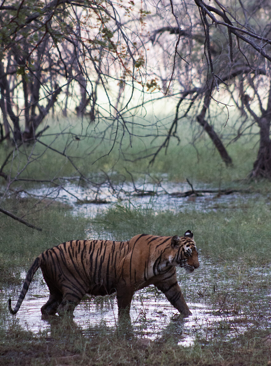 Ranthambore Tiger Safari