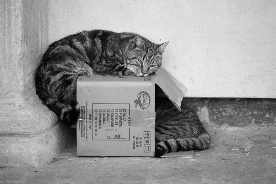 A Box Is The Most Comfortable Thing Ever