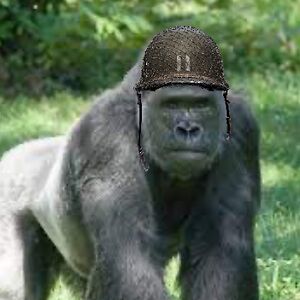 davidrodriguezschuetrumpf avatar