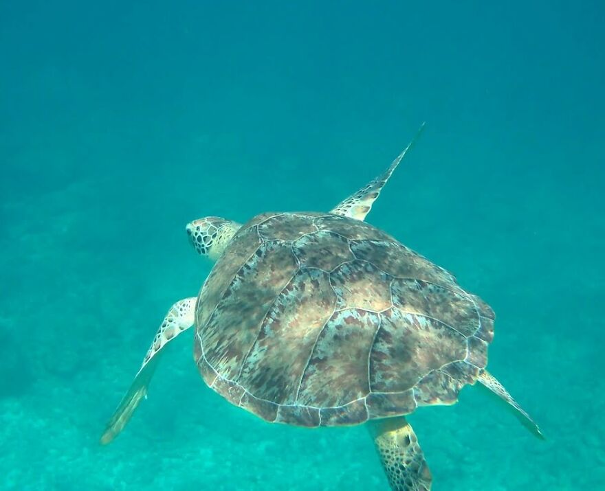 Green Sea Turtle