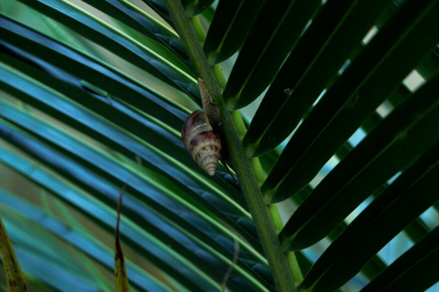 Snail In Palm Branches