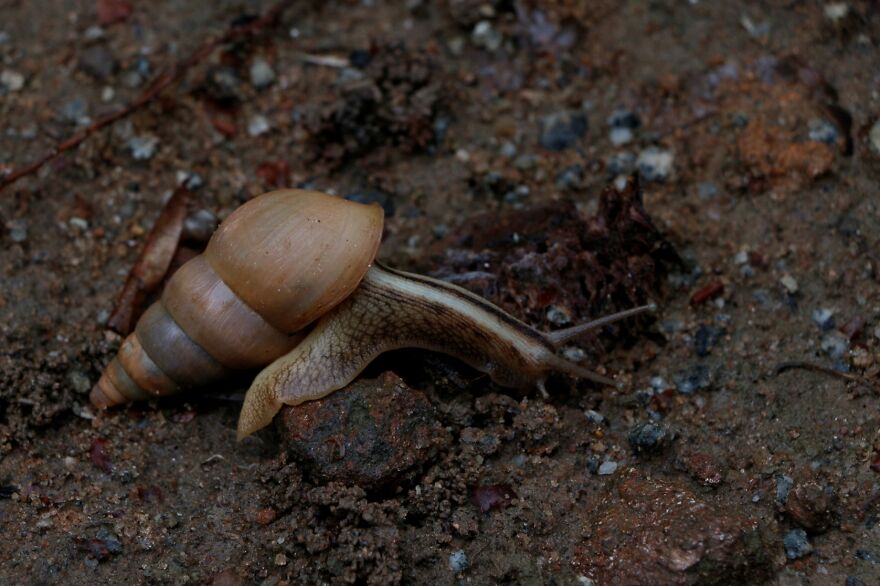 Snail, Garden Floor