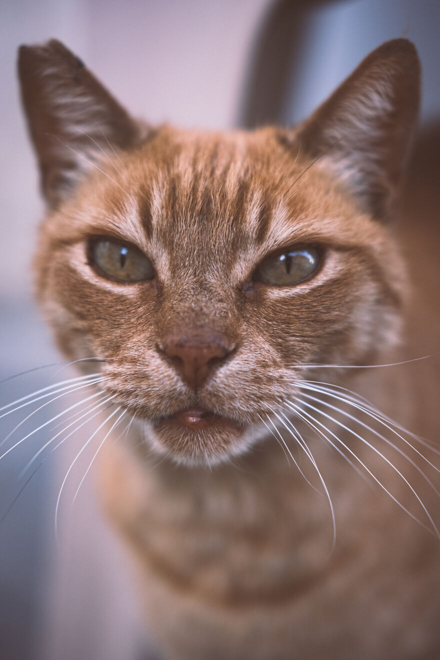 Stray Cats In Limassol, Cyprus.