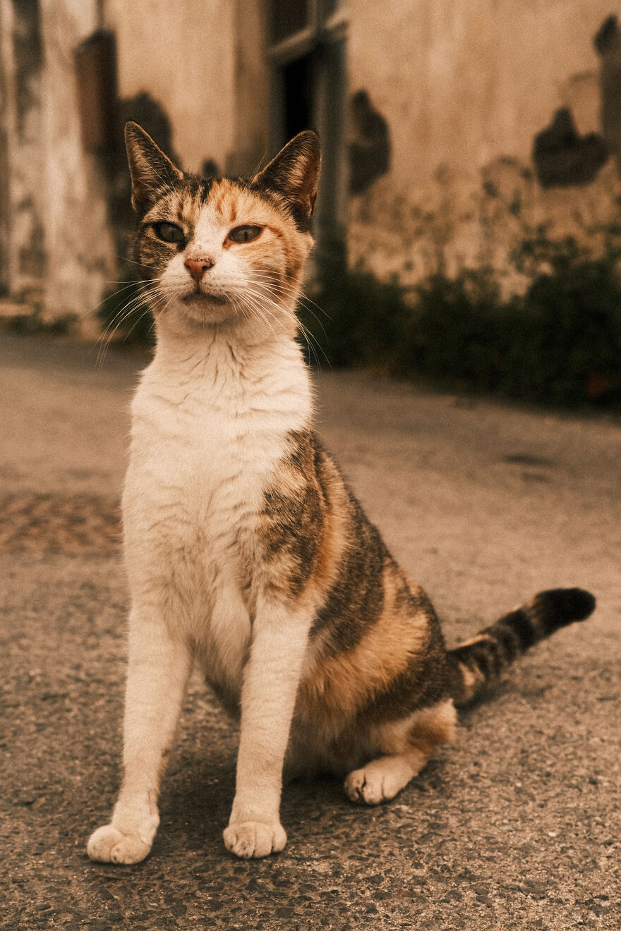Stray Cats In Limassol, Cyprus.