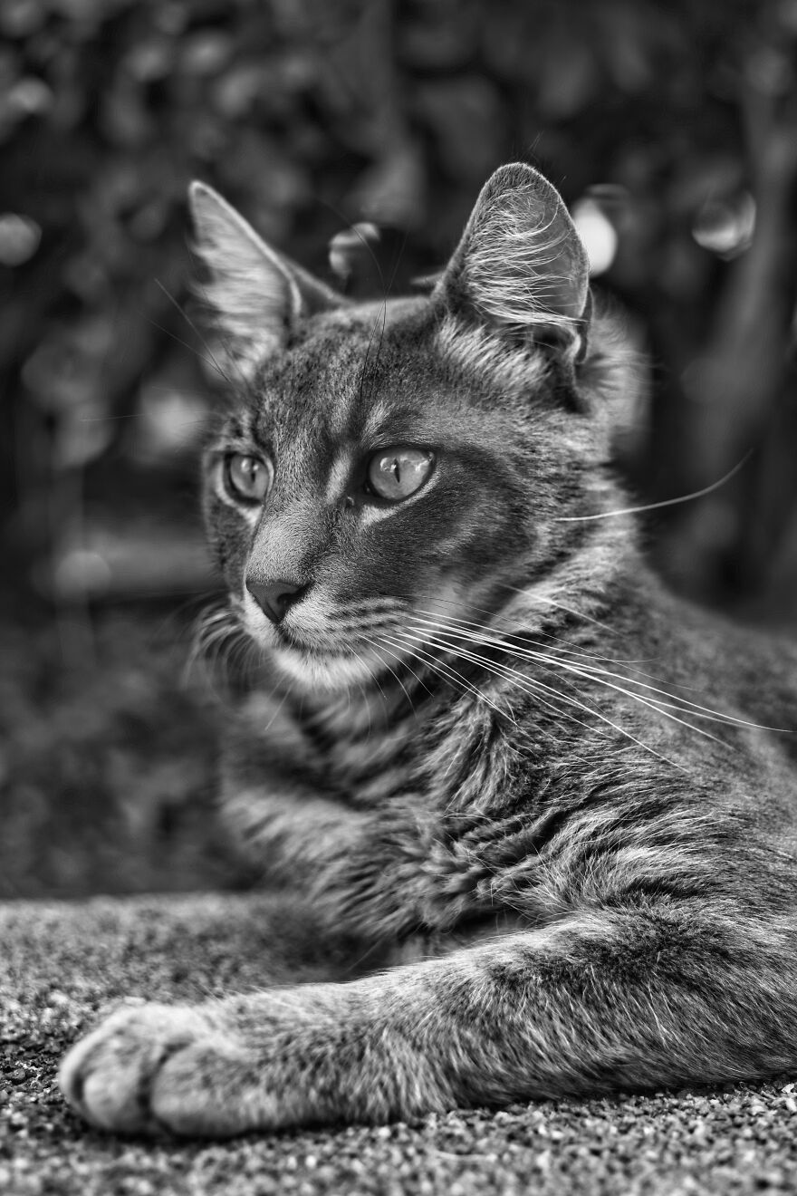 Stray Cats In Limassol, Cyprus.