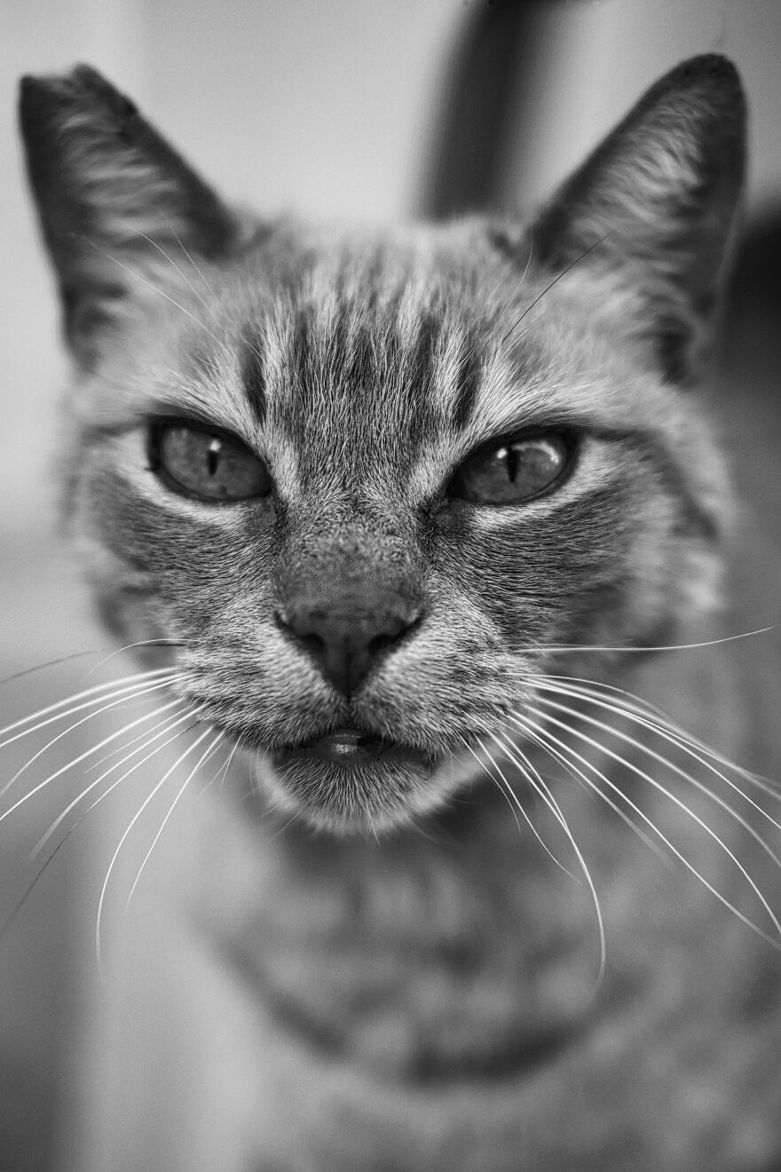 Stray Cats In Limassol, Cyprus.