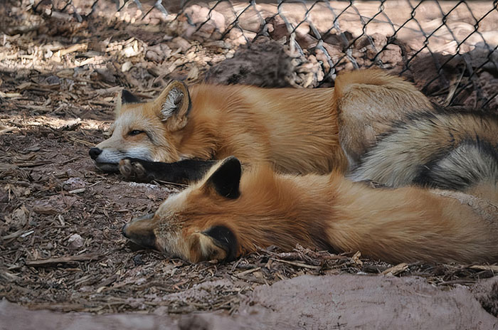 Sleepy Foxy Floofs