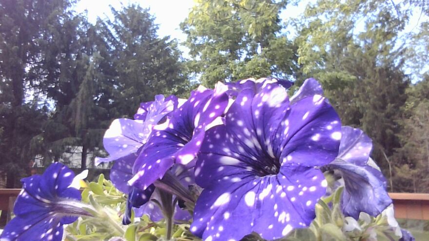 These Flowers Look As If They've Come From Deep Space...