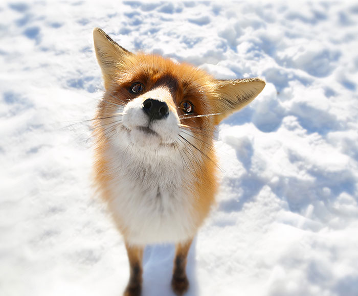 I Didn't Know Foxes Too Could Make These Eyes