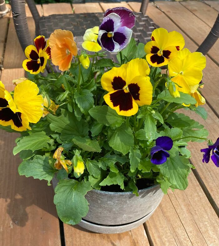 My Potted Pansies