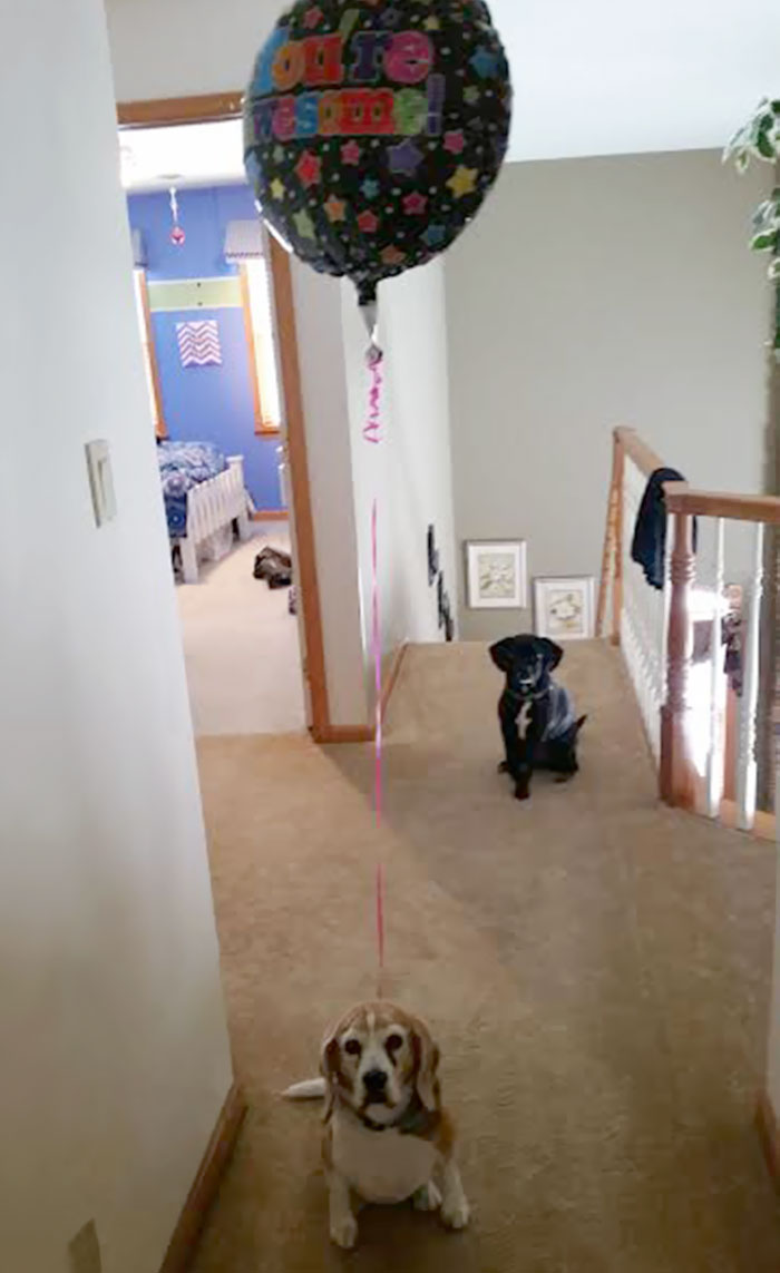 I Had A Rough Day, My Mom Tied This Balloon To My Dog And Had Me Call Her