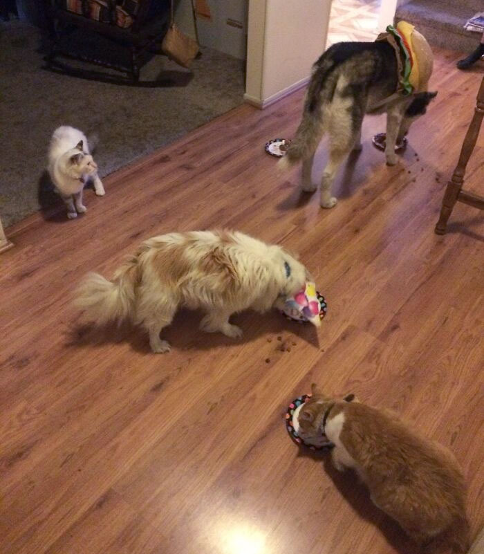 I Am Living Abroad And Asked My Parents To Celebrate My Dog's Birthday, Since I Am Away. My Dad Texted Me This Picture Titled "Birthday Party"