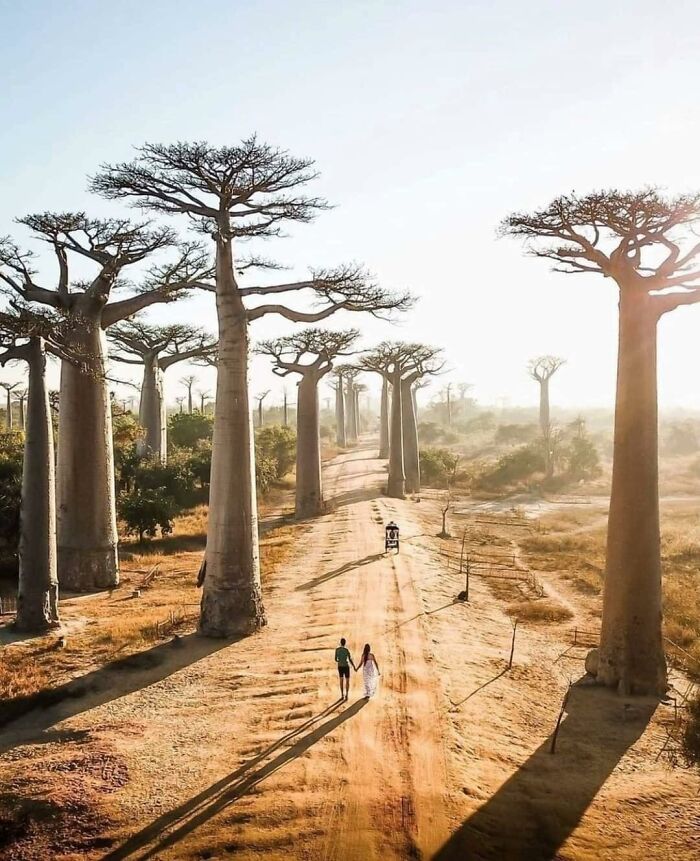 Avenida de los baobabs, Madagascar