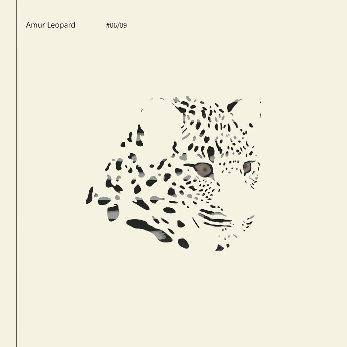 I Drew 9 Spotted Amur Leopards