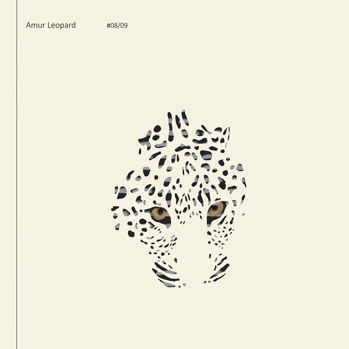 I Drew 9 Spotted Amur Leopards