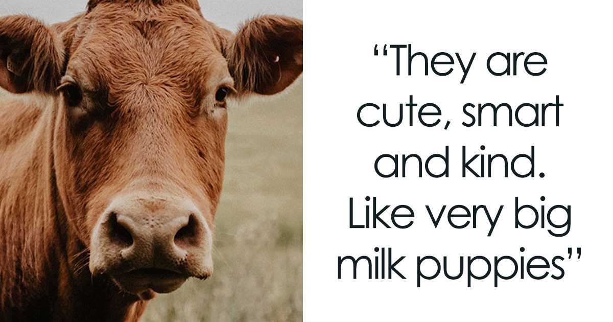 50 Animals That Don’t Get The Recognition They Absolutely Deserve, As Shared In This Informative Online Thread