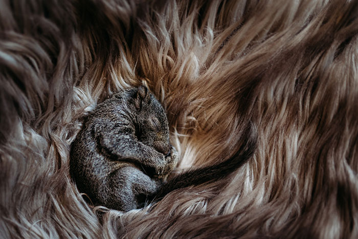 A Baby Squirrel Adopted Me, And As A Photographer, I Just Had To Give It Its Own Photoshoot (22 Pics)