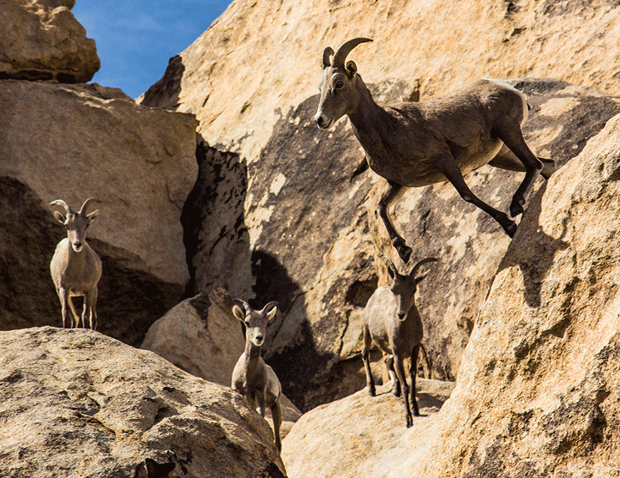 Mojave Bighorn Sheep