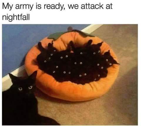 black_kitty_army_ready-629ce0fe99b37.jpg