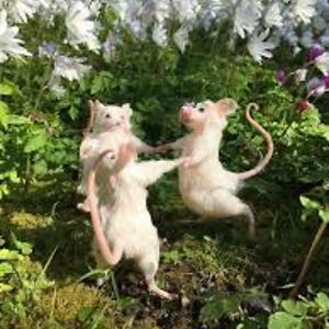 acciomarauder avatar