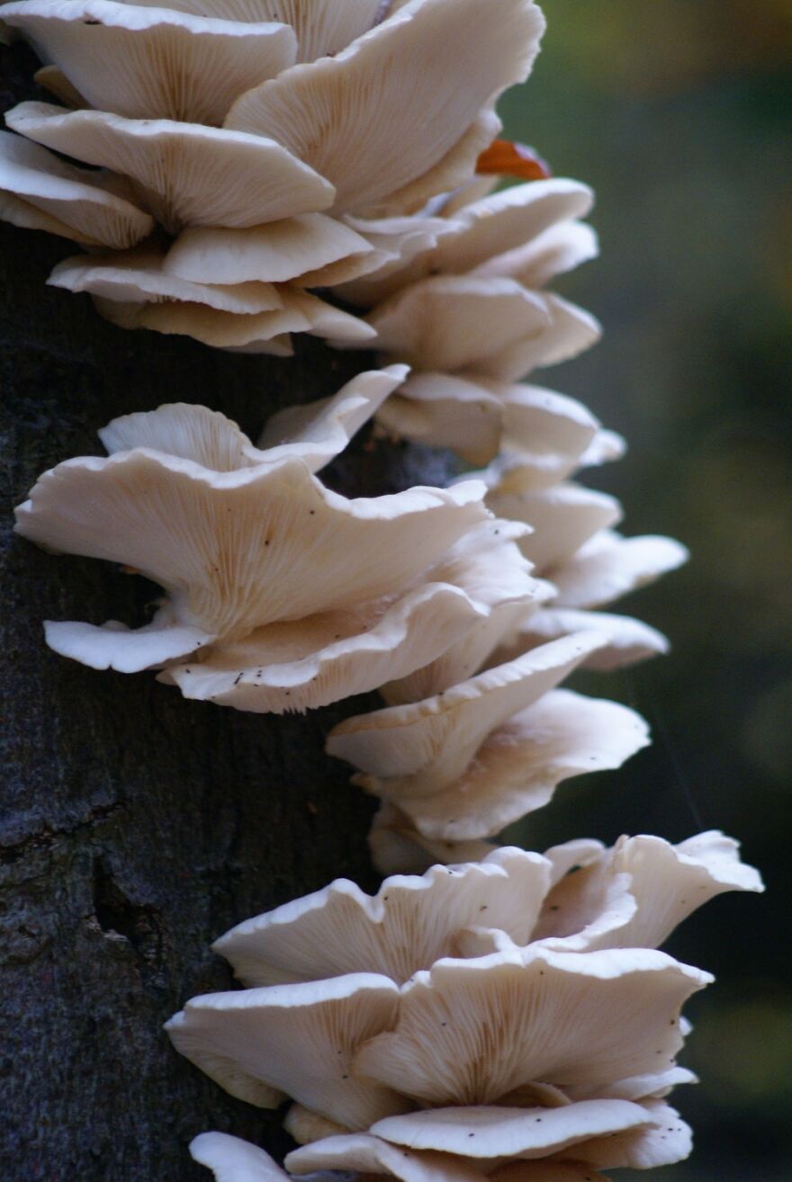 Autum In The Netherlands