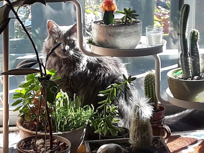 7 Yo F Looking For A Tom To Spend Sunny Days Napping And Nibbling On My Humans Plants With Me