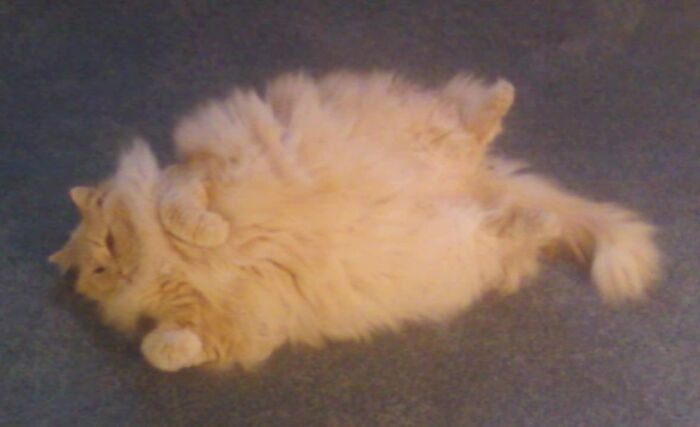 Jack - Not Fat, Just Fluffy
