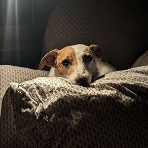 kyratehveswallow avatar