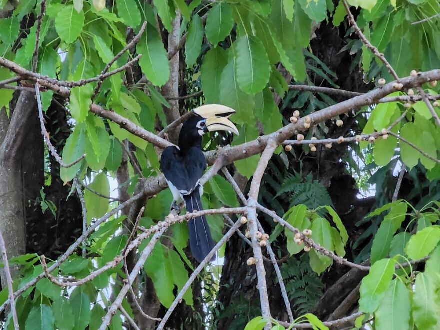 Hornbill. Observed This Guy A Couple Of Times Feasting On The Fruits In My Yard.