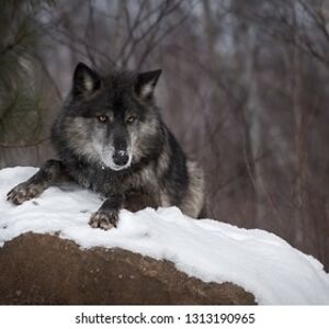 zombie93sworld avatar