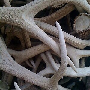 haleyamanda1020 avatar