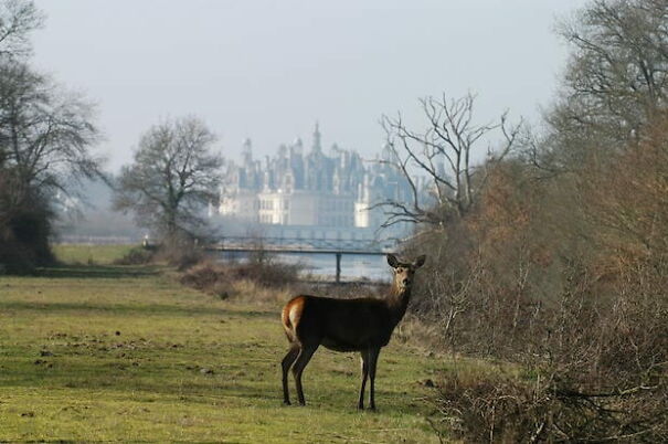 chambord-62bd4d518056c.jpg