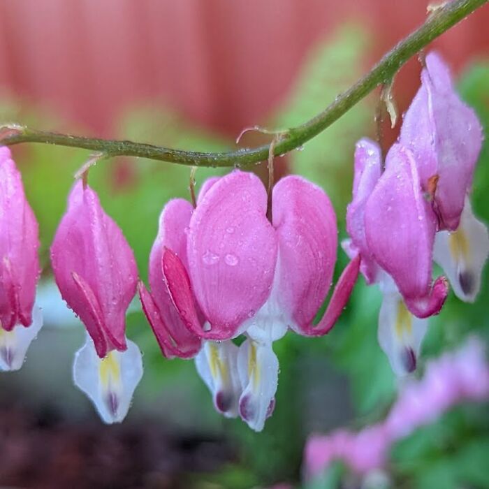 Some Photos Of Flowers And Nature That I Took (30 Pics)