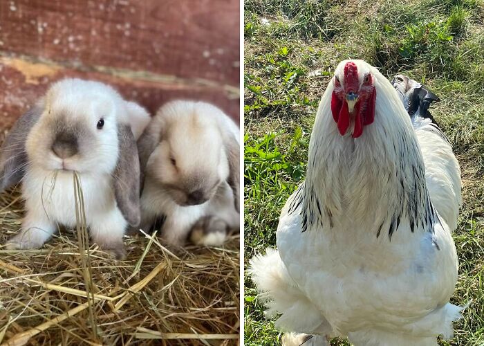 Hey Pandas, Show Us Your Best Day On The Farm (Closed)