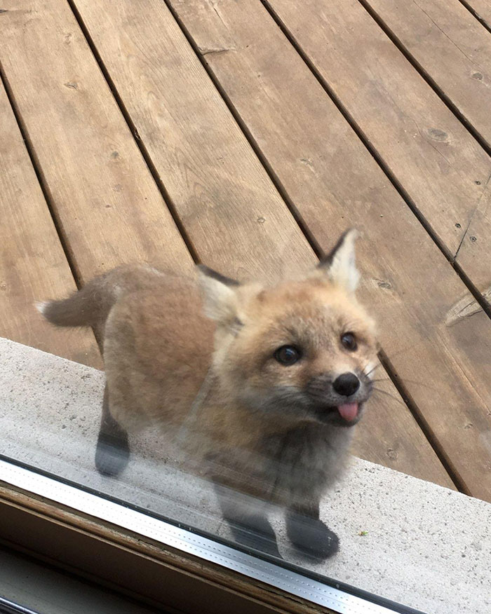 A Baby Fox Showed Up To Say Hi At My Grandmother's House