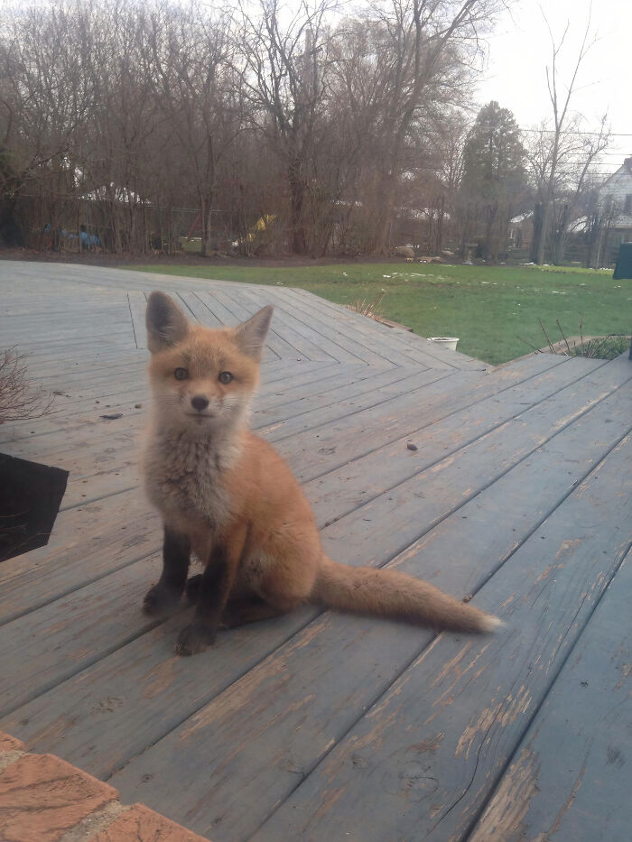 One Of The Fox Pups That Lives In Our Backyard. We Call Him Jasper!