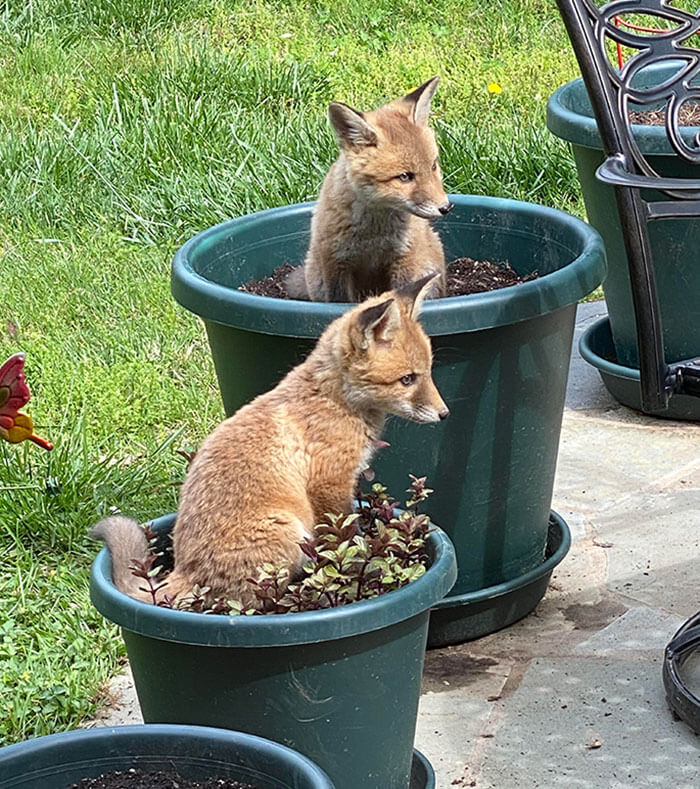 Planted Foxtails On The Patio This Year; They're Doing Well