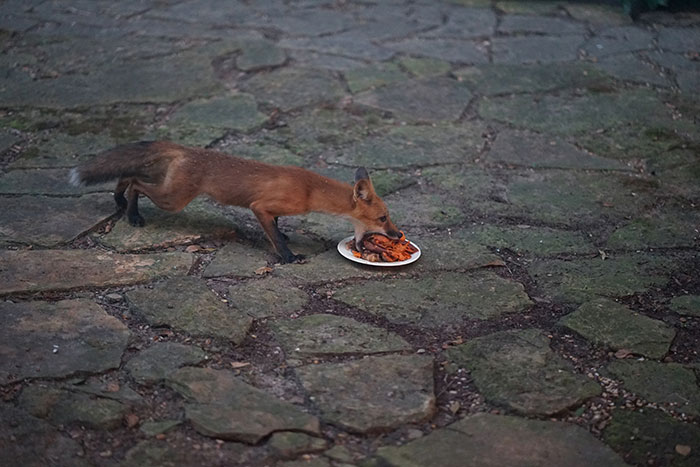 This Fox Eating Some Raw Steak