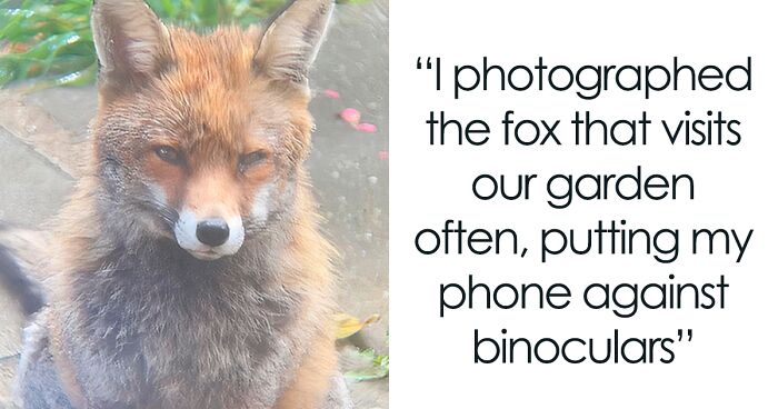144 Times Foxes Were Caught Being The Cutest
