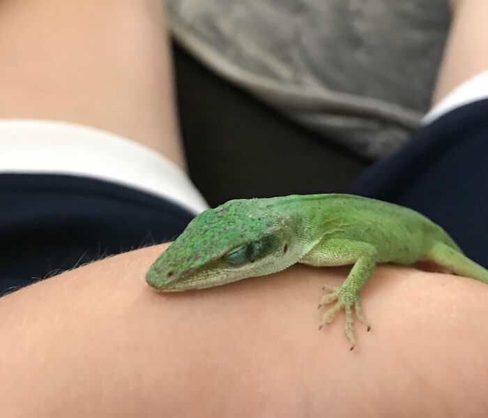 Cute Lil Lizard